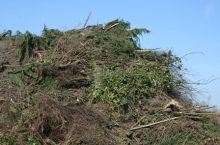 Tuinafval en groen container